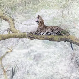 Löwe im Vorkommnis des Sees von Lake Nakuru im Nationalpark Kenia Löwe im Vorkommnis des Sees von Lake Nakuru im Nationalpark Kenia