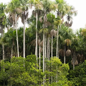 Lake Sandoval and Aguaje palms, Tambopata National Reserve, Puerto Maldonado, Madre