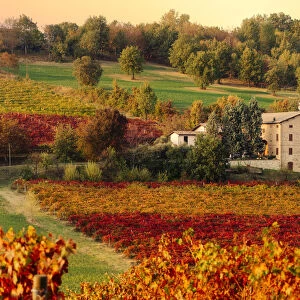 Lambrusco Grasparossa Vineyards and farmhouse in autumn, Castelvetro di Modena