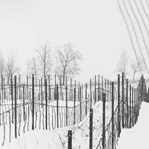 Lambrusco Grasparossa vineyards under snow during winter in Calstelvetro di Modena