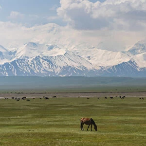 Landscape of valley near Sary Tash with wild horses and Pamir mountains in the background