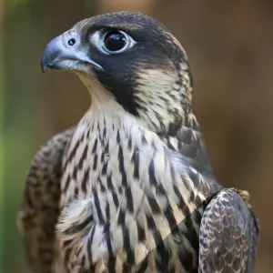 A Lanner Falcon, a common large falcon of the East African region. Nairobi, Kenya