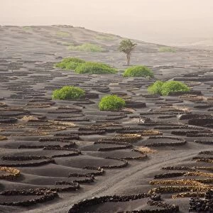 Lanzarote Island. Belongs to the Canary Islands and its formation is due to recent volcanic activities. Spain. In La Geria the wines are produced in full