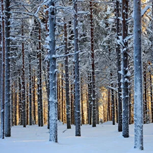 Lapland woods in winter at sunset, Kuusamo, Finland