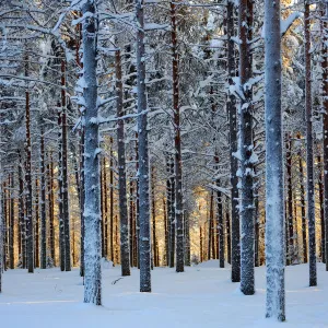 Lapland woods in winter at sunset, Kuusamo, Finland