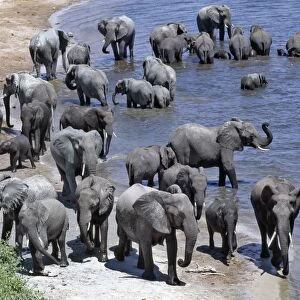 A large herd of elephants drink at the Chobe River