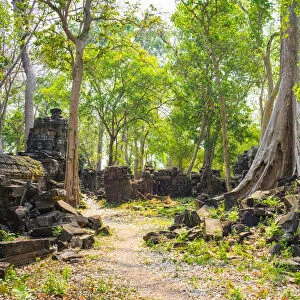 Large trees growing in Banteay Chhmar, Ankorian-era temple ruins, Banteay Meanchey