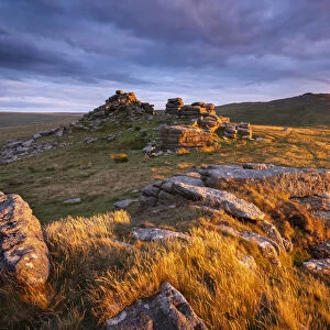 Late summer evening sunlight glowing on the granite outcrops of West Mill Tor in Dartmoor