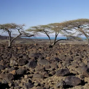 Lava boulders cover vast tracts of infertile land on