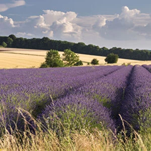 Lavender field in flower, Snowshill, Cotswolds, England. Summer (July)