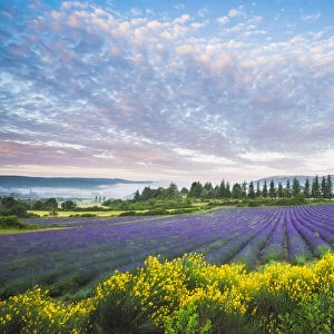 Lavender field near Sault, Vaucluse, Provence-Aples-Cote d"Azur, France