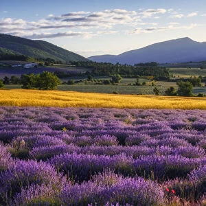 Lavender field at Plateau de Vaucluse, (Lavendula augustifolia), Sault, Provence, Provence-Alpes-Cote d Azur, Alpes de Haute Provence, Provence, South France, France