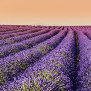 Lavender field at sunset, Plateau de Valensole, Provence, France