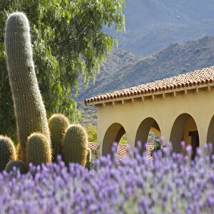 Lavender flowers and a cardon cactus in the garden of the Bodega Colome winery estancia, near Molinos, Calchaqui Valleys, Salta province, Argentina