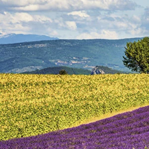 Lavender & Sunflower Fields, Provence, France