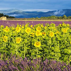Lavender and Sunflowers, Valensole, Provence, France