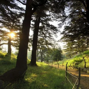 Lebanon, Kadisha Valley, Bcharre, Cedar Forest