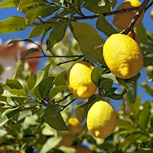 Lemons on a tree, Alentejo, Portugal