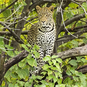 Leopard (Panthera pardus), Khwai, Botswana, Africa