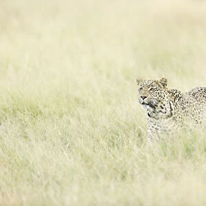 Leopard (Panthera pardus), Savuti, Chobe National Park, Botswana, Africa