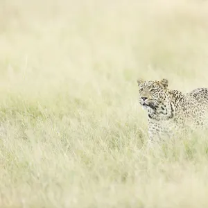 Leopard (Panthera pardus), Savuti, Chobe National Park, Botswana, Africa