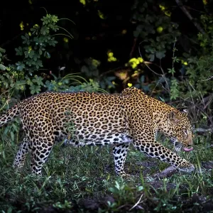 Leopard, South Luangwa National Park, Zambia Leopard, South Luangwa National Park, Zambia