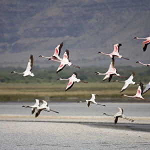 Lesser Flamingo (Phoenicopterus minor), Lake Natron, Tanzania