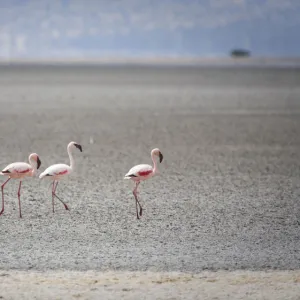 Lesser Flamingo (Phoenicopterus minor), Lake Natron, Tanzania