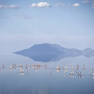 Lesser flamingos feed on Lake Natron