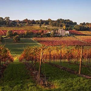 Levizzano Rangone scenery with vineyards, Levizzano Rangone
