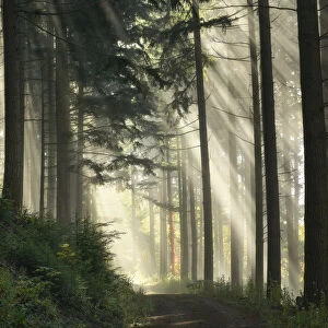 Light flooded spruce forest, Black Forest National Park, Black Forest, Baden-Wuerttemberg, Germany, Europe