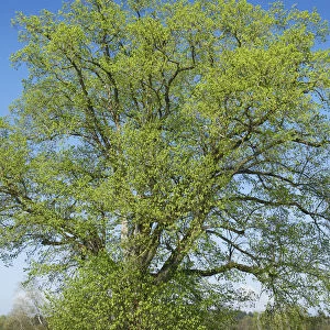 Lime tree and dandelions - Germany, Baden-Wurttemberg, Tubingen, Ravensburg, Kisslegg