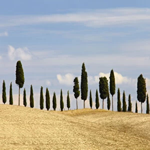 Line of Cypress Trees, Tuscany, Italy