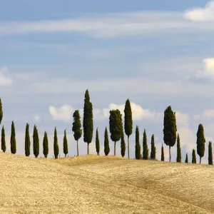 Line of Cypress Trees, Tuscany, Italy