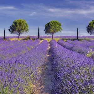 Line of trees - Pines and Cypress trees - in blossoming Lavender field, Provence-Alpes-Cote d Azur, Alpes de Haute Provence, Provence, South France, France