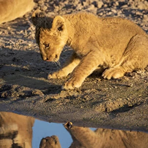Lion cub, Savuti, Chobe National Park, Botswana