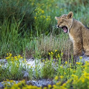 Lion cub yawning, Liuwa Plain National Park, Zambia