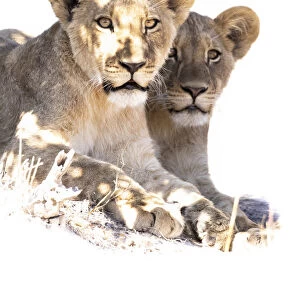 Lion cubs, Okavango Delta, Botswana