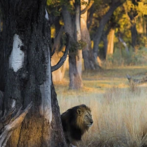 A lion hidden behind a tree in the morning lights at Xakanaxa, in Moremi Game Reserve