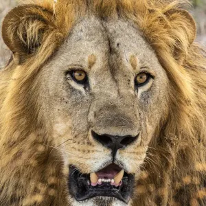 Löwe (Panthera leo), männlich, Savuti, Chobenationalpark,Botsuana,Afrika Löwe (Panthera leo), männlich, Savuti, Chobenationalpark,Botsuana,Afrika