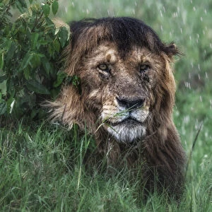 Lion in the rain (panthera leo) in the msai mara national reserve, kenya