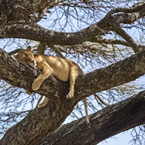 Lion resting in an Acacia tree, the Serengeti, Serengeti National Park, Tanzania