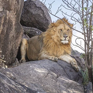 Lion resting on a kopje, the Serengeti, Serengeti National Park, Tanzania