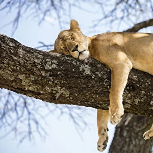 Lion resting in a tree, Serengeti, Serengeti Natioanl Park, Tanzania