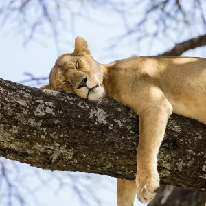 Der Löwe ruht im Baum des Serengeti-Nationalparks in der Republik Tansania Der Löwe ruht im Baum des Serengeti-Nationalparks in der Republik Tansania