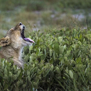 Lion yawning, Liuwa Plain National Park, Zambia