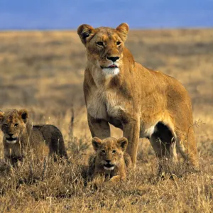 Lioness and cubs, Ngorongoro Crater, Tanzania