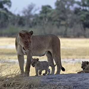 A lioness and her two cubs play on a shaded mound in