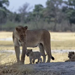 A lioness and her two cubs play on a shaded mound in