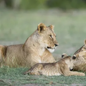 A lioness and cubs playing in Amboseli, Kenya